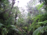 Caribbean National Forest (El Yunque) © Alessandro Cai